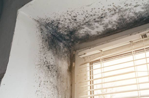 Affordable Mold Cleanup solutions in Gilbert, AZ